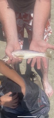 Menticirrhus