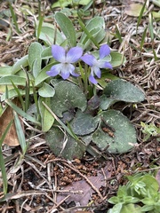 Viola villosa