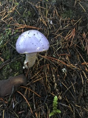 Cortinarius subfoetidus