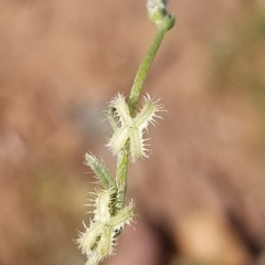 Pectocarya linearis ferocula