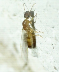 Colobopsis etiolata