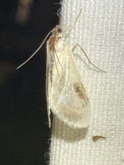 Cliniodes ostreonalis