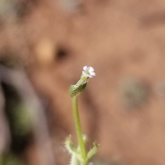 Pectocarya linearis ferocula
