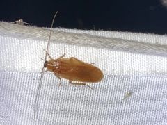 Parcoblatta virginica
