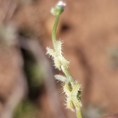 Pectocarya linearis ferocula