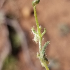 Pectocarya linearis ferocula