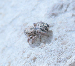 Habronattus hirsutus