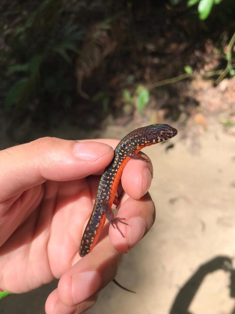 Yellowbelly Arthrosaura
