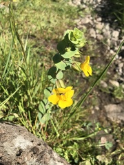 Erythranthe glaucescens