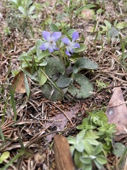 Viola villosa