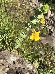 Erythranthe glaucescens