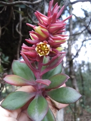 Echeveria rosea