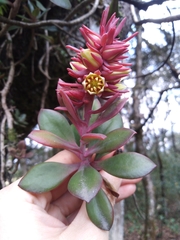 Echeveria rosea