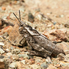 Dracotettix monstrosus