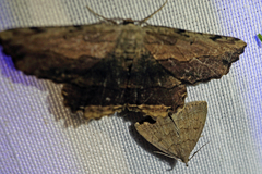 Lytrosis unitaria