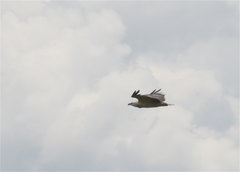 Haliaeetus leucogaster