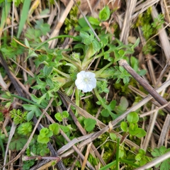 Nemophila pedunculata