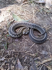 Thamnophis conanti