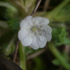 Nemophila pedunculata