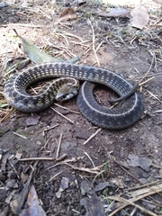 Thamnophis conanti