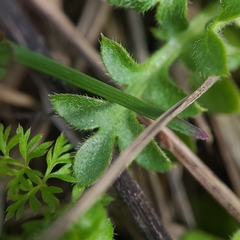 Nemophila pedunculata