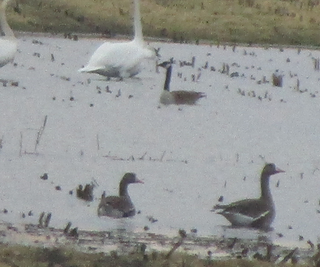Geese In Kansas Greater White-fronted Goose in March 2022 by KS. 2 geese in the bottom ...