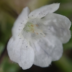 Nemophila pedunculata
