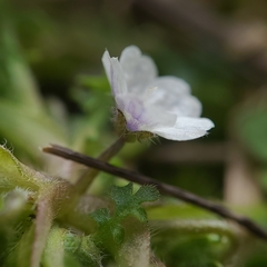 Nemophila pedunculata