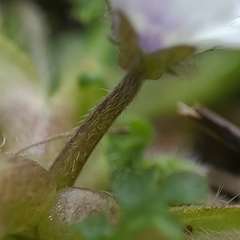 Nemophila pedunculata