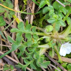 Nemophila pedunculata
