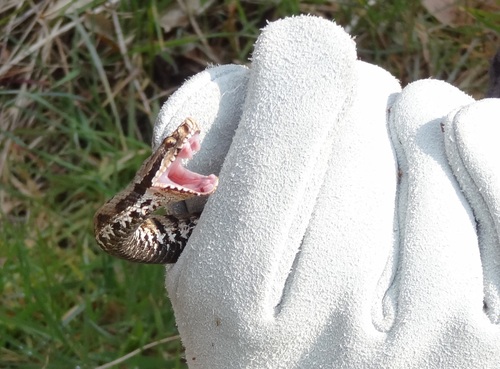 Vipera aspis