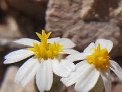 Eriophyllum lanosum