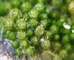 Bryaceae