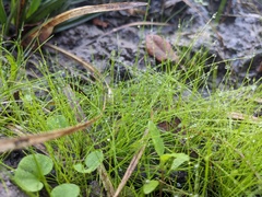 Eleocharis minima