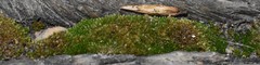 Bryaceae