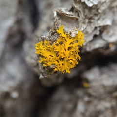 Xanthomendoza oregana