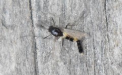 Pterygota