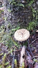 Amanita australis