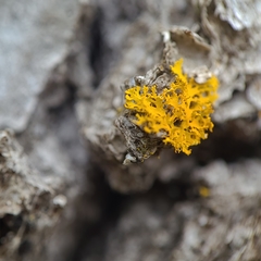 Xanthomendoza oregana