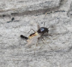 Pterygota