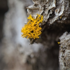 Xanthomendoza oregana