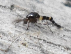 Pterygota