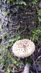 Amanita australis