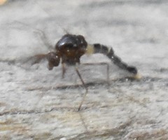 Pterygota