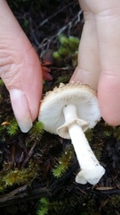 Amanita australis
