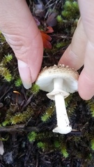 Amanita australis