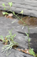 Capsella bursa-pastoris