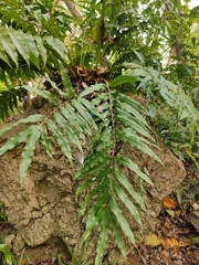 Microsorum cuspidatum