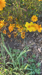 Tagetes lunulata