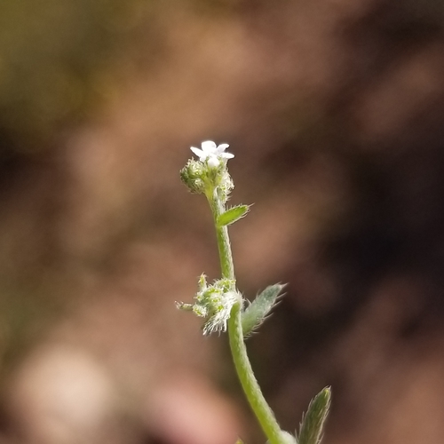 Image of Harpagonella palmeri by (c) James C. Davis, some rights reserved (CC BY-SA)